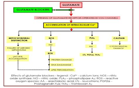 Schematic synthesis of glutamate main effects – and consequently, of ...