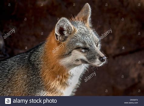 Gray Fox High Resolution Stock Photography And Images Alamy