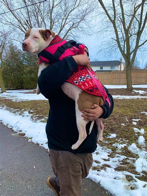 Holy The Pitbull Mom Holypitbull Twitter
