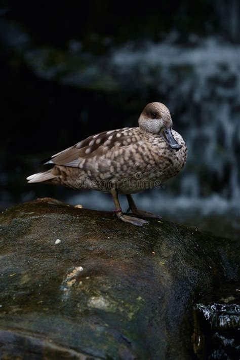 Close-up of a Marbled Duck Standing on a Rock Behind a Waterfall Stock Image - Image of peaceful ...