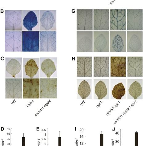 Suppression Of Mpk4 3 And Mekk1 4 Mutant Phenotypes By Summ1 Mutants