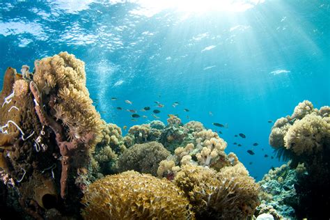 Indowalking Taman Laut Selat Pantar Di Ntt Surganya Para Penyelam Dunia