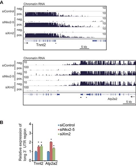 Figures And Data In Regulation Of Alternative Polyadenylation By Nkx2 5