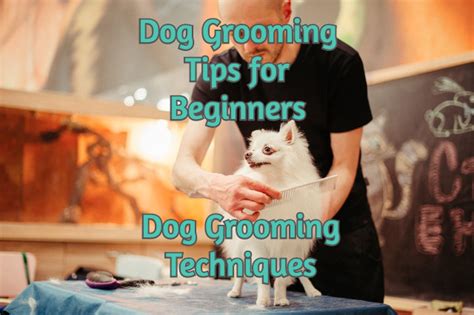 Dog Grooming Tips For Beginners – Dog Grooming Techniques | Devoted to ...