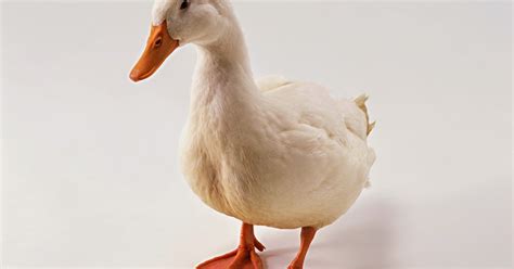 Ide 31 Gambar Bebek
