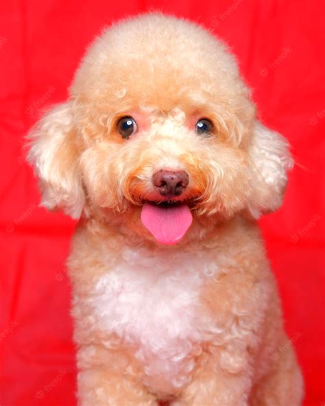 Sesión De Fotos De Perro Caniche Hembra Cremosa En Estudio Con Fondo De