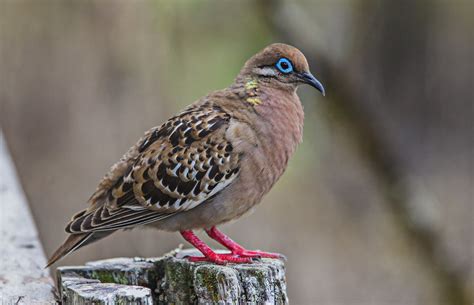 Gal Pagos Dove The Gal Pagos Dove Zenaida Galapagoensis Flickr