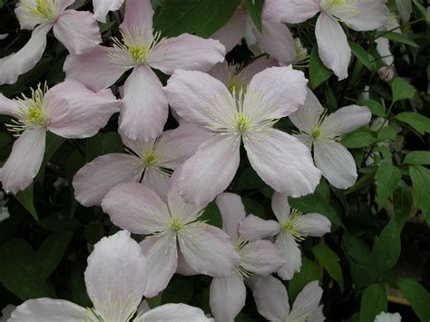 Clematis montana group ... www.clematis.be...