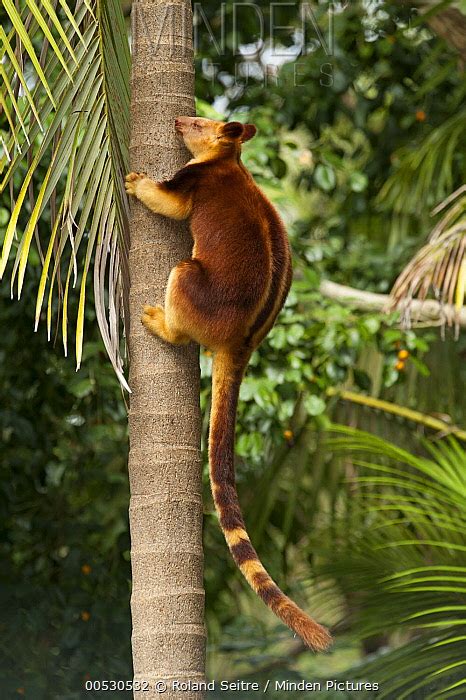 Goodfellows Tree Kangaroo Stock Photo Minden Pictures