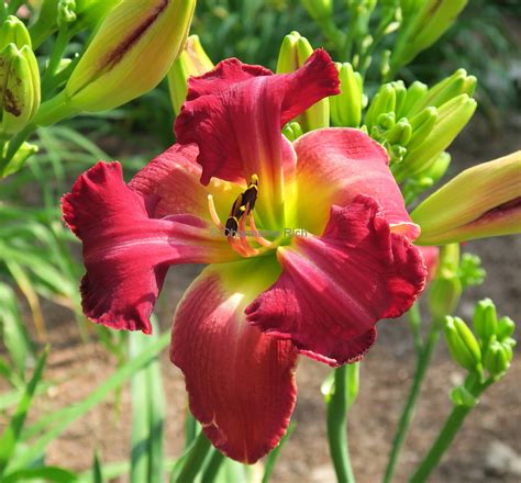 Holdn Heaven Daylily Garden Cowboys And Dreamers