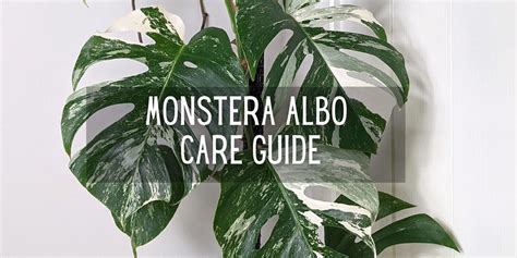 Monstera Albo Care Guide and Growing Tips | OurHouseplants