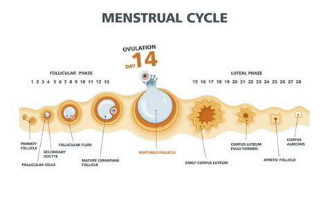 How To Chart Your Fertility Take Your Natural Fertility Journey In