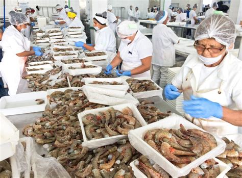 Publica Sader periodos y zonas de veda 2024 para la pesca de camarón en