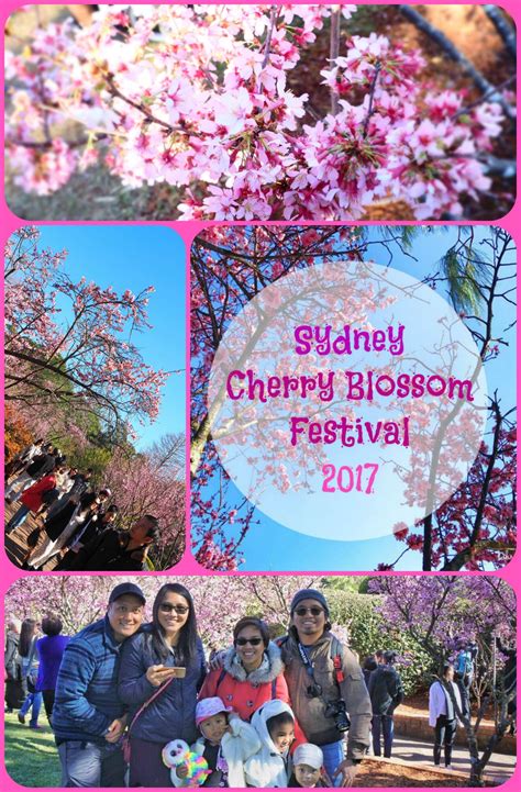 Sydney Cherry Blossom Festival, Sydney Australia | Cherry blossom