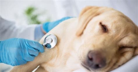 Leishmaniose Canina Como prevenir e proteger seu cão dessa doença