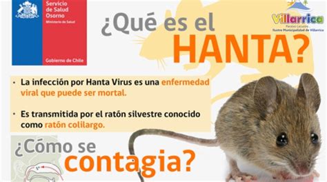 Hantavirus El mortal virus que convive con las personas todo el año y