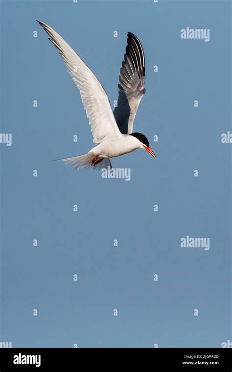 Common tern flight Stock Photo - Alamy