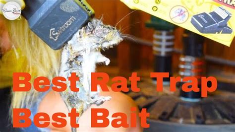 Best Bait Trick For Smart Rats Best Trap Best Way Trap Rats Rat Trap Youtube