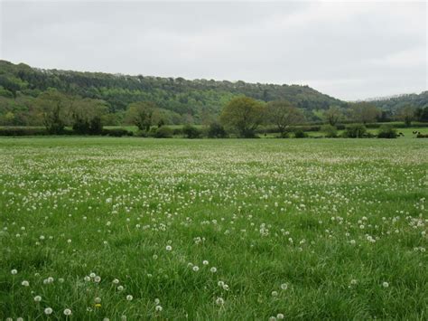 Field Of Dandelions T Eyre Cc By Sa 2 0 Geograph Britain And Ireland