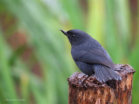 White Sided Flowerpiercer Diglossa Albilatera Photo Call And Song