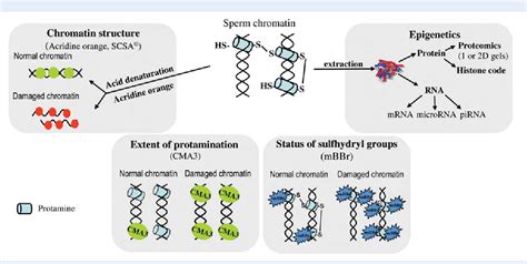 Figure From Toxicants And Human Sperm Chromatin Integrity Semantic