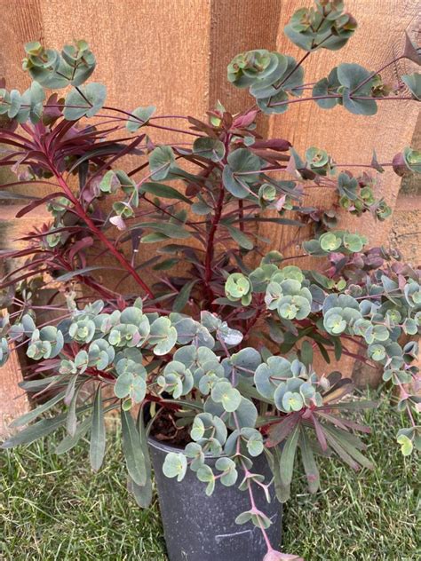 Euphorbia Miners Merlot Ppaf North Coast Perennials