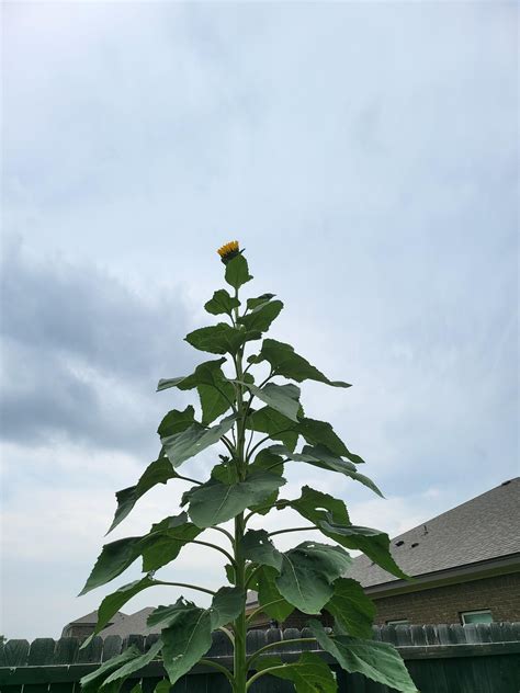 Mammoth Sunflower Rgardening