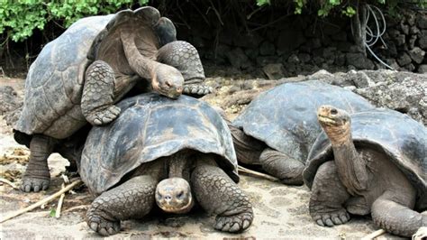 Tortugas gigantes de una isla en Galápagos pertenecen a nueva especie