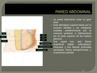 Pared Abdominal Anterolateral Pptx