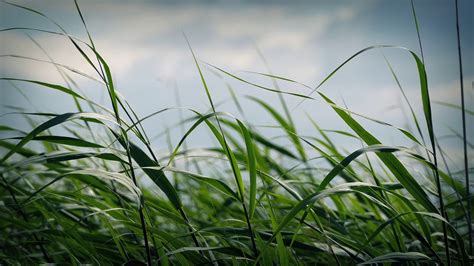 Long Grass Blowing In Wind Youtube