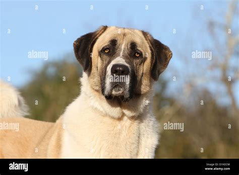 Dog Anatolian Shepherd Dog Kangal Turkish Karabash Adult Portrait