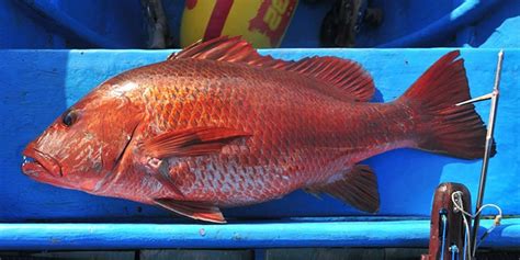 Jenis Ikan Kakap Yang Sering Ditemukan Di Indonesia Pintarpet