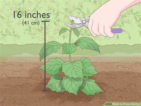 3 Ways To Prune Dahlias Wikihow