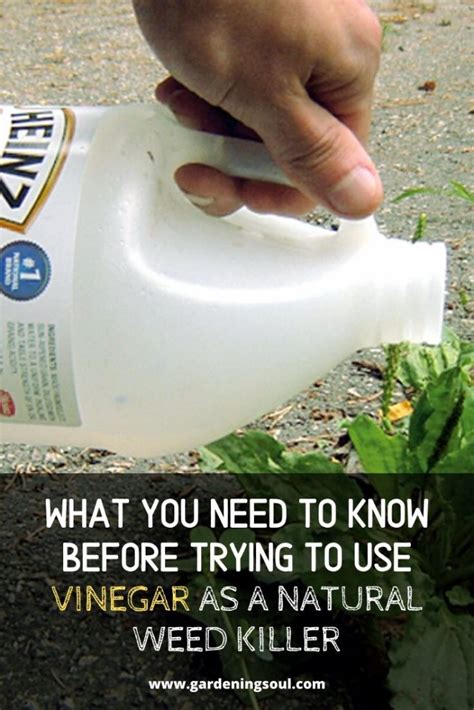 What You Need To Know Before Trying To Use Vinegar As A Natural Weed Killer