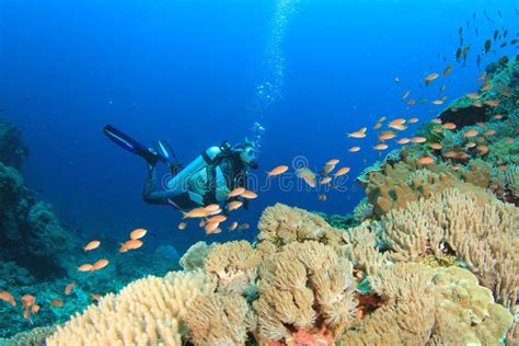 Scuba Diver Explores Coral Reef Stock Image Image Of Sharm Diving