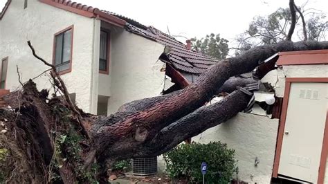 Level Storm Massive Tree Falls On Bay Area Townhome Youtube