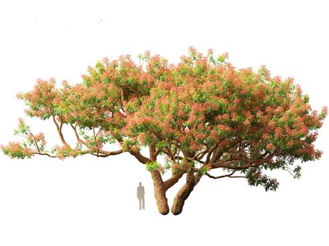 Delonix Regia Bojer EX Hook 3D Model By 3dgardenplants