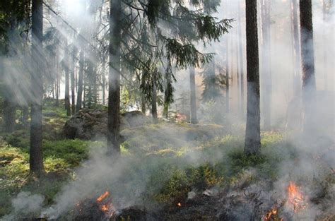 Ekosistem Hutan Rusak Akibat Kebakaran Kumparan