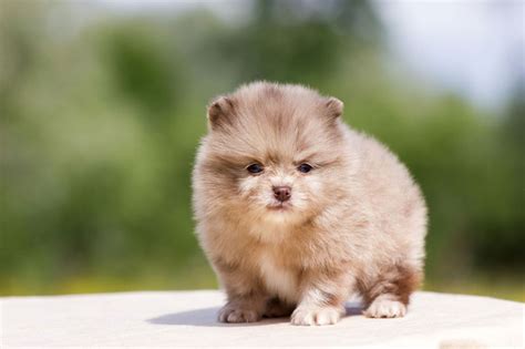 Merle Pomeranian: Characteristics, Temperament, and Care – PawSafe