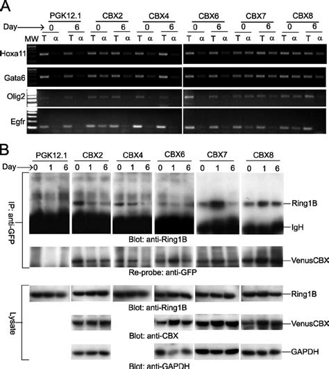 Analysis Of Cbx Fusion Protein Binding To Pcg Target Genes And