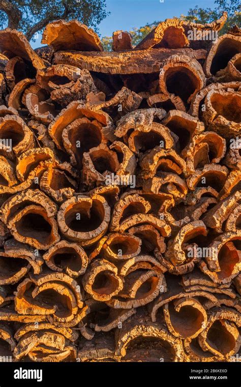 cork oak (Quercus suber), stacked cork bark, Portugal, Algarve, Monchique Stock Photo - Alamy