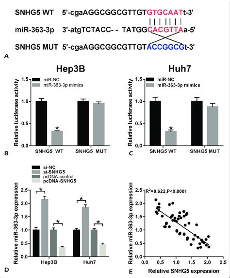 Snhg Is A Sponge Of Mir P A The Putative Binding Site Between