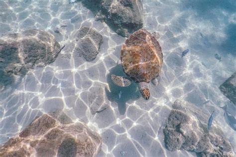 Premium Photo | Diving in curacao