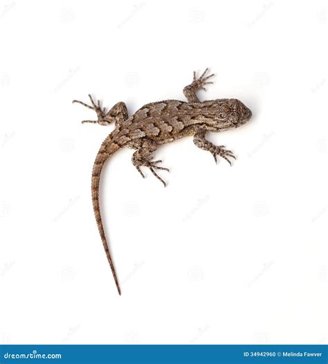 Fence Lizard On A Stump Stock Photography | CartoonDealer.com #101528612