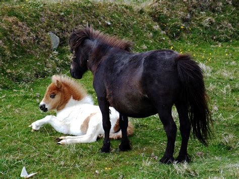 File:Shetland Ponies.jpg