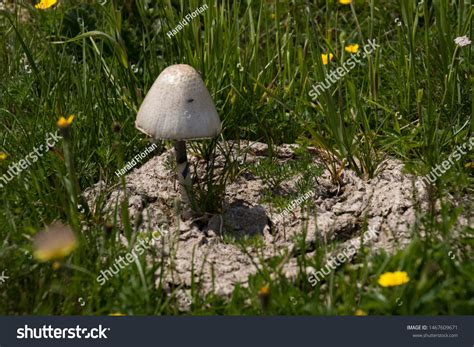 Mushrooms Growing Out Cow Patty Stock Photo Shutterstock