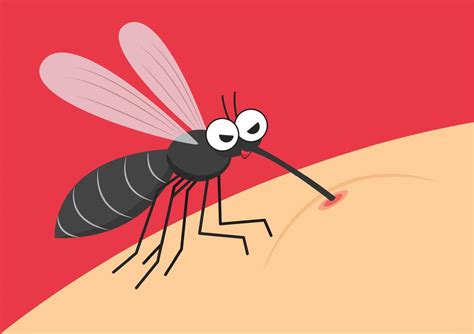 Mosquito Cartoon Mosquito On White Background Mosquito On Skin Body