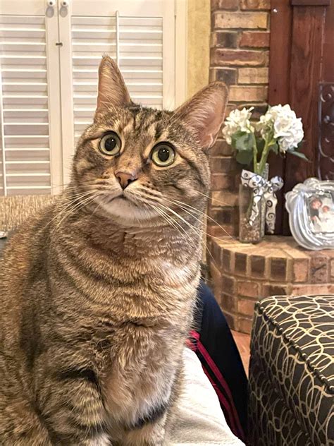 Experts explain the psychological benefits for a father of a fur baby 2