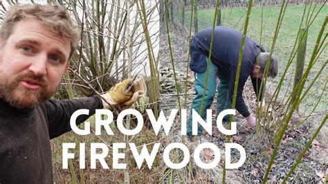 Willow Coppice Management Short Rotation Year Regrowth Youtube