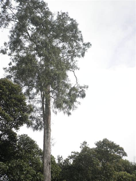 Podocarpus Rumphii Podocarpaceae Image At Phytoimages Siu Edu